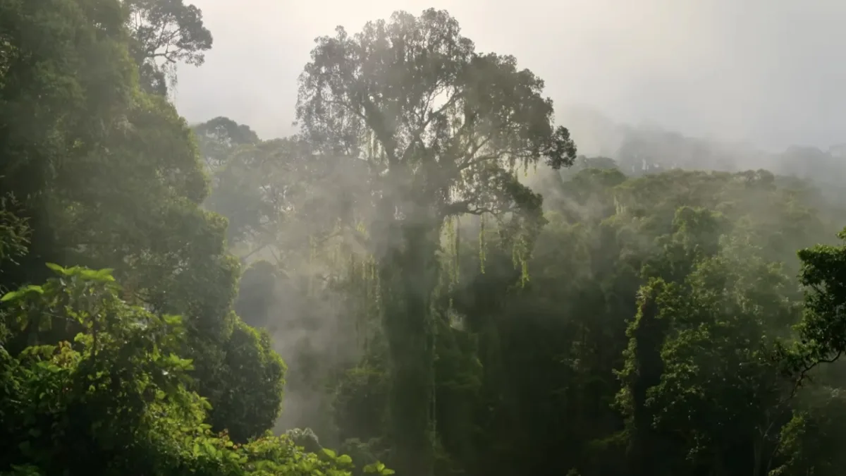 Disneynature-film Orangutan gelanceerd op Earth Day en nu exclusief te streamen op Disney+